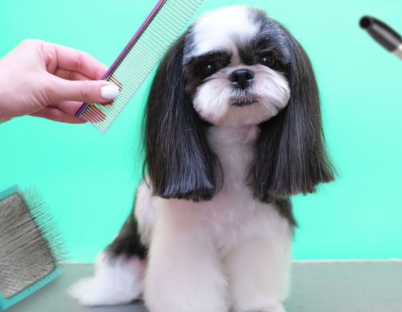 Image showcasing Personal Branding and Marketing: A Guide for Dog Grooming Professionals ...