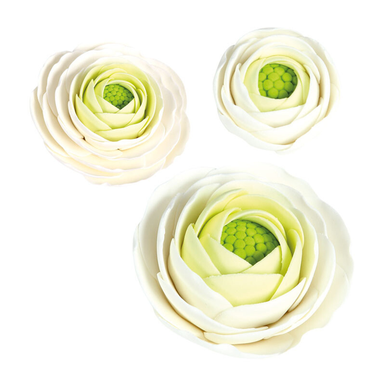 Ranunculus Set of 3