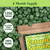 Good Natured Premium Spirulina and Chlorella Capsules 1,250 Tablets, Non-GMO, Vegan Chlorella Tablets, Sunlight Grown, Cracked Cell Wall, High Protein, Heavy Metal Detox,