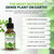 PURA VIDA MORINGA Leaf Extract Liquid Drops - USDA Organic Certified - Highly Purified, Bioavailable & Faster Absorption than Moringa Powder or Capsules - Single Origin Moringa Oleifera Leaves Extract