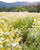 Herb Pharm Chamomile Liquid Extract: USDA Organic Calming Nervous System Support, Fast-Absorbing Stress Support Chamomile Supplement | Made with Organic Chamomile Flowers, Up to ~3 Month Supply, 4 oz*