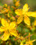 Herb Pharm St. John’s Wort Liquid Herbal Extract: Tincture that Promotes Positive Mood & Healthy Emotional Balance with St. John’s Wort Herb | Non-GMO, Gluten-Free, Up to ~12 Week Supply, 4 oz*