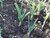 Japanese Garlic//AJO Japones (100% Natural!!) Choose Your Count per Bag: (30-60-130-150-250-400)