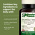 Standard Process Olprima DHA - Omega-3 Supplement for Heart & Brain Health - Gluten-Free, Non-Dairy & -Soy - 60 Softgels (30 Servings)