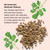 Botanic Choice Parsley Seed Oil-for Bad Breath from Odor-Causing Foods-Odor Neutralizer from Within-Breath Freshener gels-60 Softgels - 2 Pack