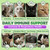 Lysine for Cats, L-Lysine for Cats Chews & Lysine Treats, 500 Chews, Immune Support with L-Lysine Supplement, Colostrum, Quercetin & Omega-3, Respiratory, Sneezing, Runny Nose, Eye, Chicken Flavor