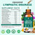 Lymphatic Drainage Drops - 11 in 1 Lymphatic Supplement for Immune, Lymph System & Liver Detox - with Echinacea, Horse Chestnut, Dandelion, Elderberry & Burdock - Raspberry Flavor, Vegan, 2 Fl Oz