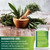 NEW AGE Oregano Oil Garlic Extract Olive Leaf with Astragalus - Supplement for Women and Men - 60 Count