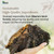 Chaga Mushroom Chunks 4 oz, Raw Dried Wild Siberian Chaga Tea, Non-GMO