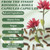 Restine Rhodiola Rosea Capsules | 500mg Rhodiola Rosea Extract Supplement for Stress Support, Mental Focus & Energy, Immune Function, Non-GMO, 60 Capsules (1)