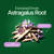 Astragalus Root, 8 Month Supply, Immune Support, 20:1 Astragalus Extract