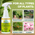 Neem Oil Plant Spray with Peppermint Oil, Indoor & Outdoor Plants, 16 oz