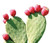 Maxx Herb Red Nopal Cactus Powder, Prickly Pear Powder - for Digestion & Immune Support, High in Dietary Fiber, Vegan, Non-GMO and Gluten Free - 10 Oz Bag (28 Servings)