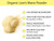 KOYAH - Organic Lion's Mane Mushroom Powder, Freeze-Dried: 80 Servings