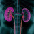 Michael's Health Naturopathic Programs Kidney Factors