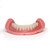 Easy Denture: Boil-&-Bite Functional Denture, Self-fit at Home in Mins, Adjusts for Narrow or Wide Arches, Long or Short-term Solution, Eat, Drink and Smile Confidently, Med/Large Denture, Lower Arch
