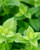 Herb Pharm Organic Lemon Balm Extract - Alcohol-Free Non-Bitter Calm Support for Nervous System & Overexcitement, Vegan, Lemon Balm Leaf Supplement 4oz | Up to 3 Months Supply