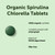 Micro Ingredients Organic Spirulina Chlorella Tablets, 720 Count | 4 Month Supply | 50/50 Algae Blend | Broken Cell Wall | Non-GMO, Filler Free