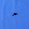 HP FM0-2429-000CN Paper Detect Holder Up