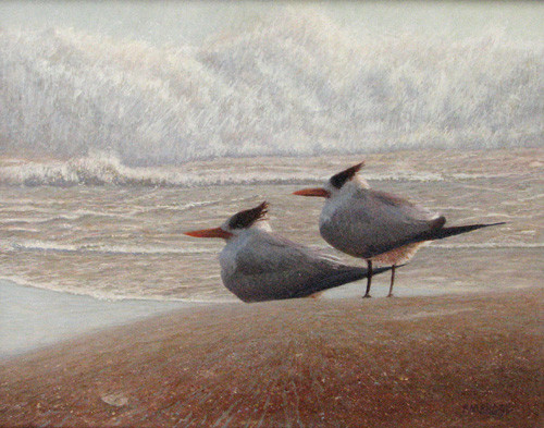 Royal Terns - SOLD