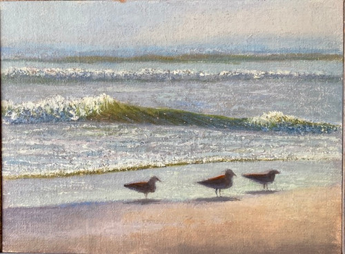 Beach Birds Study