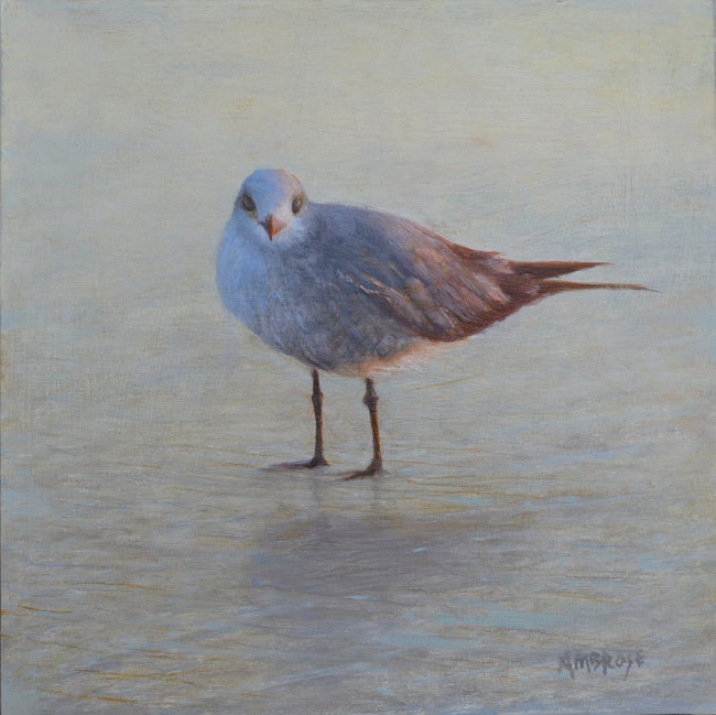 Coastal Bird Series at Cheryl Newby Gallery