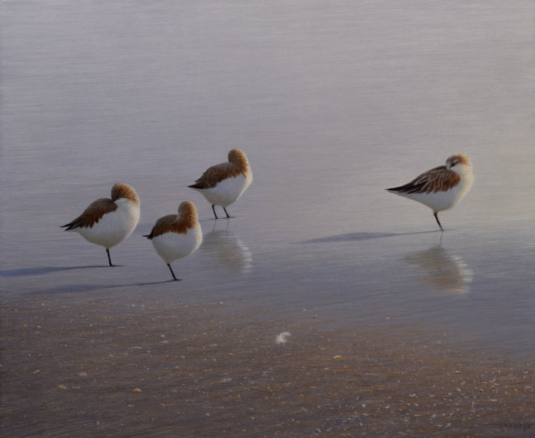 Sleeping Birds – Centers of Calm