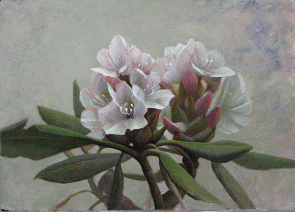 daniel-ambrose-rhododendron.jpg