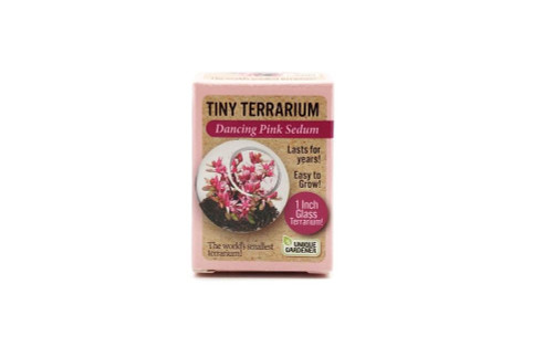 Unique Gardener 1" Tiny Glass Terrarium - Dancing Pink Sedum TTPS-252