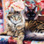 Masterpieces Cat-ology Raja & Mulan 1000 Piece Square Jigsaw Puzzle 71814
