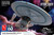 AMT 1:1000 Scale Star Trek: Generations U.S.S. Enterprise NCC-1701-B Model Kit AMT1560M