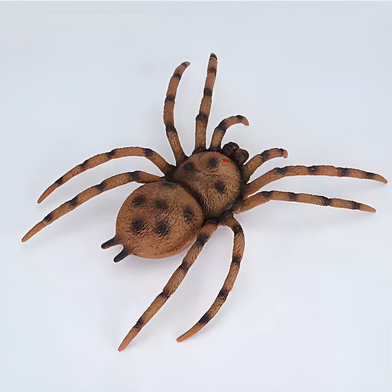 8-Inch Spider