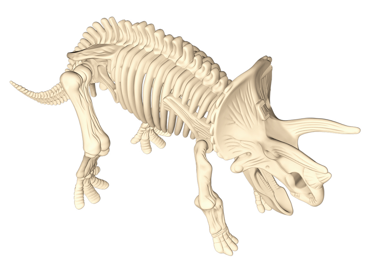 T-Rex Dinosaur Fossil T-Rex Dinosaur Fossil