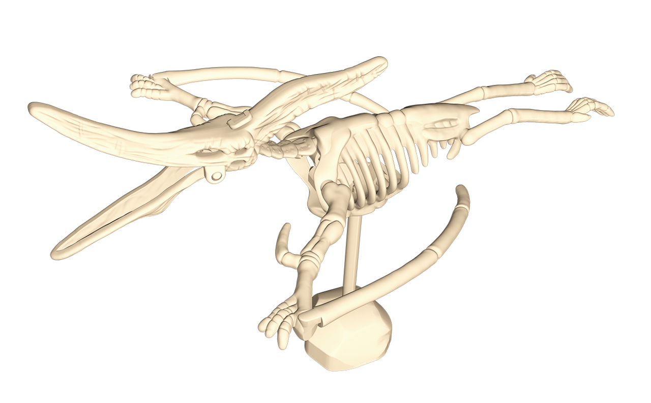 T-Rex Dinosaur Fossil T-Rex Dinosaur Fossil