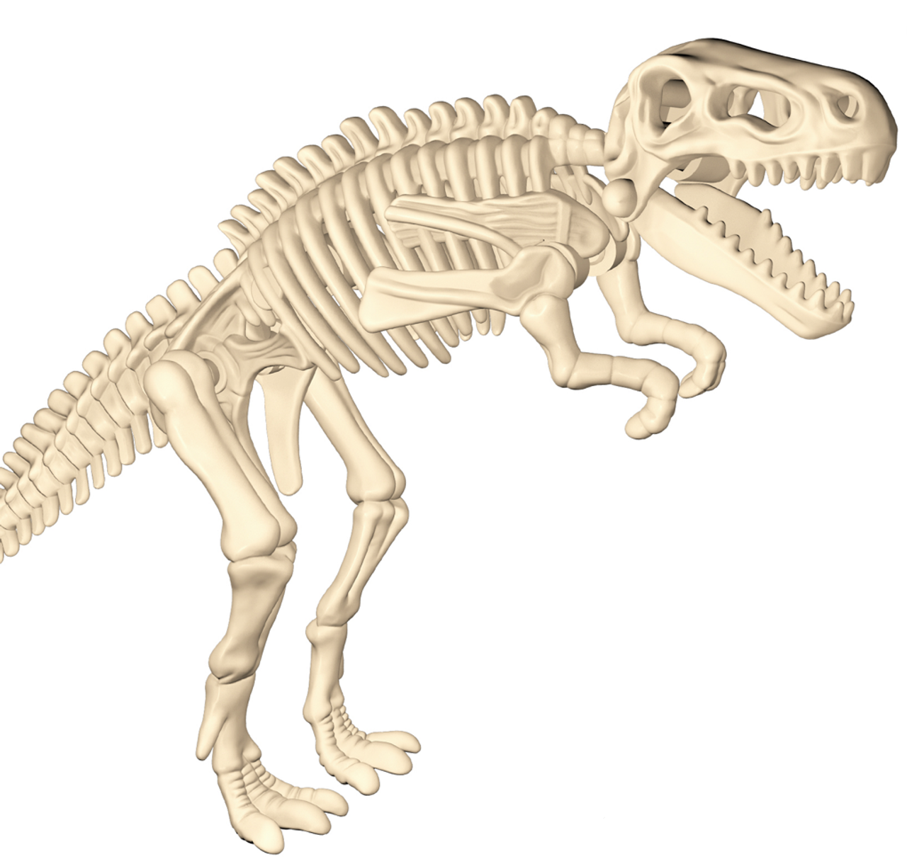 T-Rex Dinosaur Fossil T-Rex Dinosaur Fossil