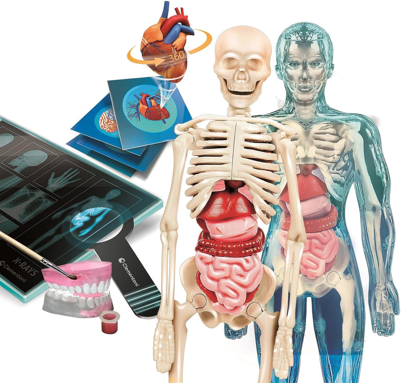 Clementoni Science & Play - Super Anatomy