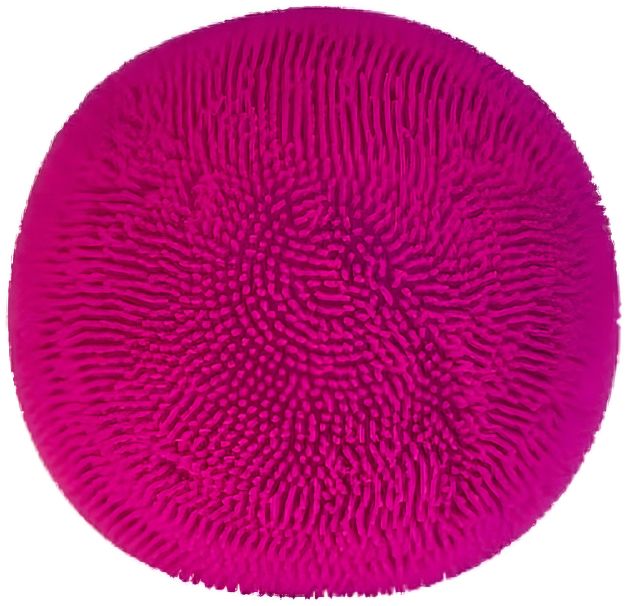 Smoosho's Colour Change Furryball