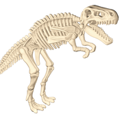 T-Rex Dinosaur Fossil T-Rex Dinosaur Fossil