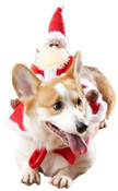 Santa's Furry Helper Festive Wear