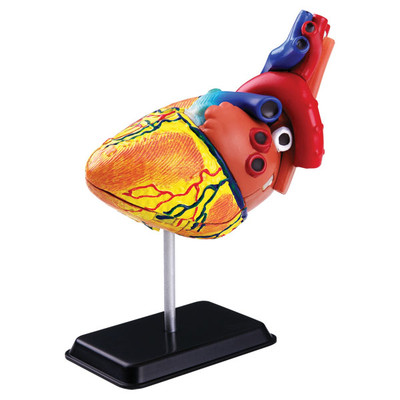31pcs 14cm (5.5") Heart Anatomy Model 31pcs 14cm (5.5") Heart Anatomy Model
