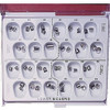 Lower Bicuspid Stainless Steel, Left Lower Second, B28, 3/Pkg