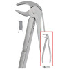House Brand #13 English pattern extracting forceps