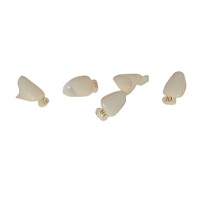 MARK3 #42 Polycarbonate Crown Form, 5/Box. 1st Bicuspid. Universal shade