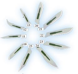 Infection ControlHouse Brand #15C Sterile Stainless Steel Surgical Scalpel Blade, Box of 100