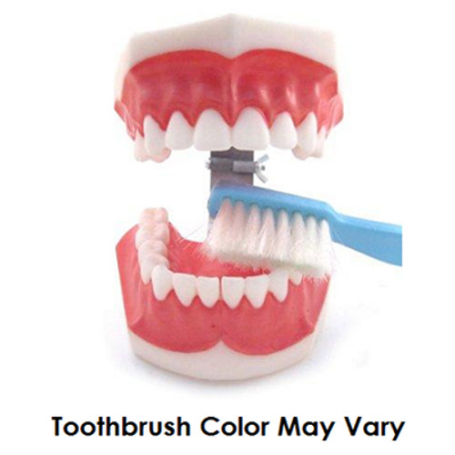 House Brand Giant Tooth Model with Toothbrush. Ideal for hygiene instructions