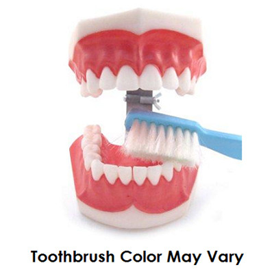 Infection ControlHouse Brand Giant Tooth Model with Toothbrush. Ideal for hygiene instructions