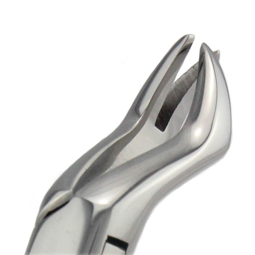 Infection ControlHouse Brand Forceps for Adults #88L