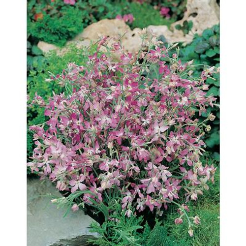 Night Scented Stock (Matthiola)