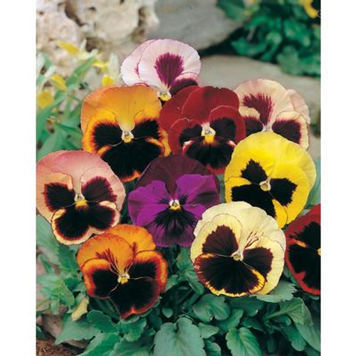 Pansy Swiss Giants Mixed