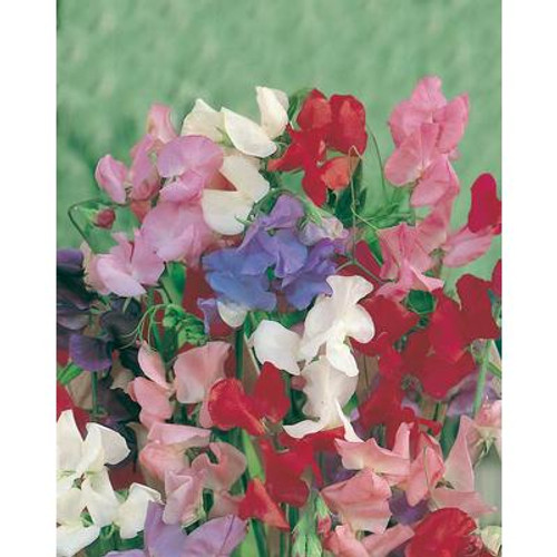 Sweet Pea Cuthbertson Mixed